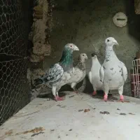 2 جفت کبوتر|پرنده|شیروان (خراسان), |دیوار