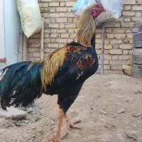 خروس لاری|حیوانات مزرعه|بزینه رود, |دیوار