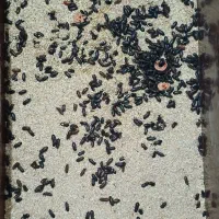 سوسک میلورم|خزنده|کاشان, شهرک خاتم الانبیا (مسکن ملی کاشان)|دیوار