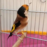 سهره دورگ کرمونی و سرسیا لچک‌ زاغی