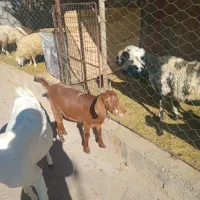 بز وگیسه آبستن نژاد دار