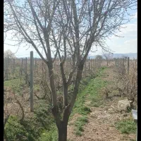 باغ انگور 1300 متری سنددار در منطقه ویلایی|فروش زمین و ملک کلنگی|تاکستان, |دیوار