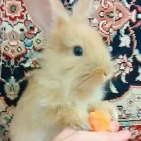 خرگوش خاکستری|موش و خرگوش|مریوان, |دیوار