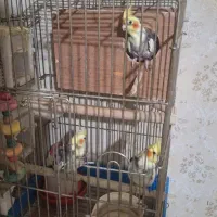 عروس هلندی جفت با جوجه|پرنده|تهران, تاکسیرانی|دیوار
