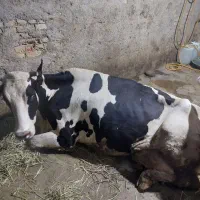 گاو افتاده و حزفی فروش و خرید