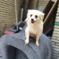 عروسگ ۱۶ ماهه ماده