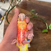 ردچیک و مینت