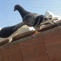 کفتر|پرنده|نگین شهر, |دیوار