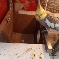 تخم گذارن|پرنده|اهر, |دیوار