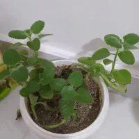 چند عدد گل وگلدان