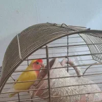 کوتوله زرد صورت هلویی نر  با قناری نر معاوضه دارم