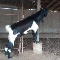 تکه دورگ پاکستانی جنس تضمینی