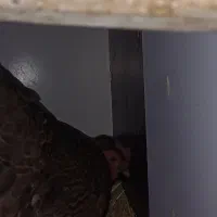 مرغ کرچ|حیوانات مزرعه|پاوه, |دیوار