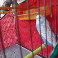 سه عدد مرغ عشق نر مست|پرنده|امیدیه, |دیوار