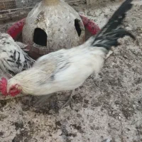 خروس فونیکس|حیوانات مزرعه|قم, مجیدیه|دیوار