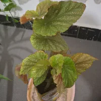 گل ۳۱۰هزار تومان