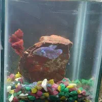 ماهی فایتر یک جفت