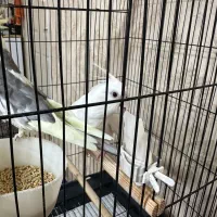 جفت عروس هلندی مولد|پرنده|پاکدشت, پاکدشت (مامازند)|دیوار