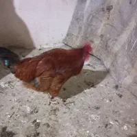 خروس رسمی|حیوانات مزرعه|صالح آباد, |دیوار