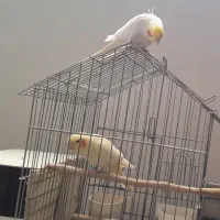 عروس هلندی و مرغ عشق انگلیسی