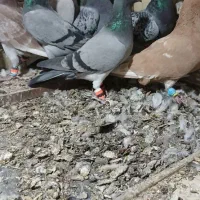 یه گل پرنده زنبوری|پرنده|شال, |دیوار