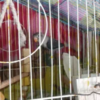 طوطی برزیلی