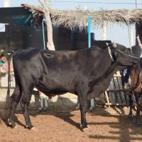 5 عدد نرگاو پاکستانی لاغر مخصوص پروار درجه یک