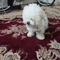 سگ فریزی|سگ|ماهدشت, |دیوار