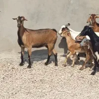 بز کهره دار
