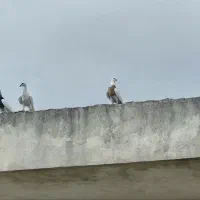 کفتر|پرنده|گنبد کاووس, |دیوار