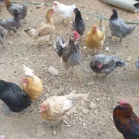 مرغ وخروس|حیوانات مزرعه|لاران, |دیوار