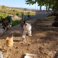 یک عددخروس برهمااصل سفید یخال