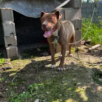 سگ پیتبول ماده