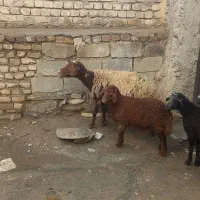 هفت  عدد میش  زایید ابستن