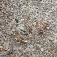 اردک نمایی (پروازی)|حیوانات مزرعه|آستانه اشرفیه, |دیوار