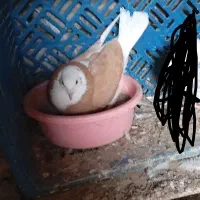 کفتر|پرنده|علی‌آباد کتول, |دیوار