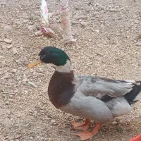 یک عدد اردک نر کله سبز اسرائیلی