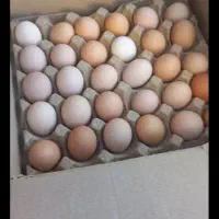 تخم مرغ محلی