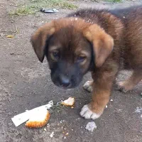 توله دورگ سرابی|سگ|عباسآباد, |دیوار