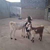 بز دوقولو زا