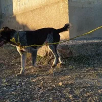 واگذار سگ افغان گله ای