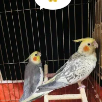 یک جفت عروس هلندی سخنگو و تخم گذار