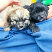 دوعددتوله شیتزوناز ۲ونیم ماهه