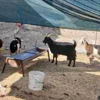 گوسفند چاق درجه یک|حیوانات مزرعه|دورود, |دیوار