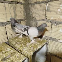کفتر خوب مفت|پرنده|شیراز, شهرک کوشکک|دیوار