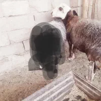 تقلی دو رگ افشار آبست