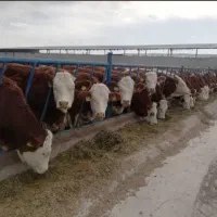 دوستانیکهدنبالگوساله یک دست هستنتماسب...|حیوانات مزرعه|بندر ترکمن, |دیوار