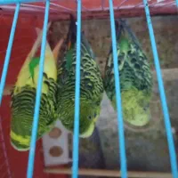 مرغ عشق در بندر ماهشهر|پرنده|بندر ماهشهر, |دیوار