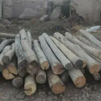 خریدو فروش چوب وهرس درخت
