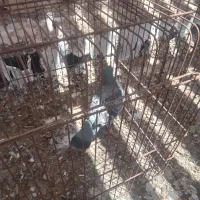 کبوتر